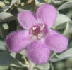 Purple Sage, Leucophyllum frutescens (1)
