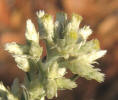 Rabbit-tobacco, Pseudognaphalium obtusifolium, VZ (4)