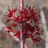 Red Maple, Acer rubrum, male, Hill (1)