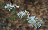 Side-flower Aster, Aster lateriflorus,VZ (2)