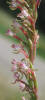 Small Flower Gaura, Gaura parviflora (7)