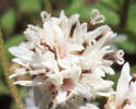 Small Palafoxia, Palafoxia callosa (3)