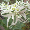 Snow-on-the-Mountain, Euphorbiaceae marginata (8)