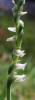 Spring Ladies'-tresses, Spiranthes vernalis, Hill (1)