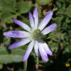 Ten-petal Anemone, Anemone heterophylla, purple
