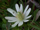 Ten-petal Anemone, Anemone heterophylla, white