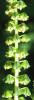 Texas Giant Ragweed, Ambrosia trifida v texana (6)