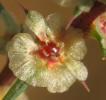 Tumbleweed, Salsola tragus (5)