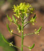 Western Tansy Mustard, Descurainia pinnata ssp. glabra (6)