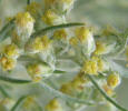 White Sagebrush, Artemisia ludoviciana, B (2)