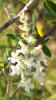 Whitebrush, Aloysia gratissima