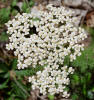 Yarrow, Achillea millefolium, Hill