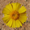 Yellow Daisy, Tetraneuris scaposa (4)