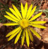 Yellow Spiny Daisy, Machaeranthera australis (2)
